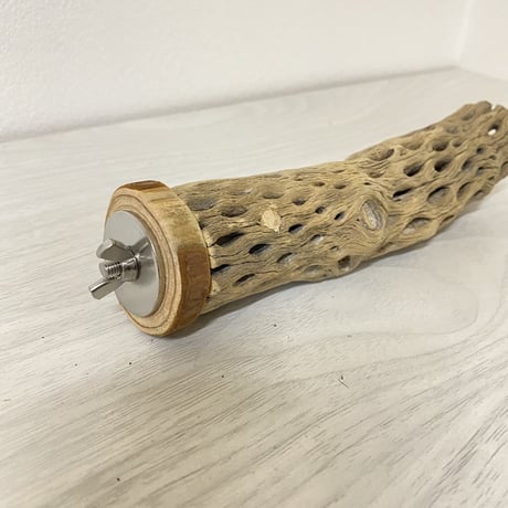 カクタスパーチ⑥ 小サイズ 直径（約3-4cm）長さ/16cm