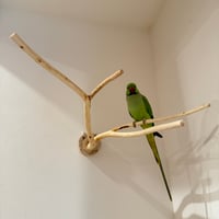 桧のピノキオの鼻 ④