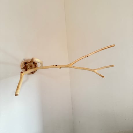 桧のピノキオの鼻① お鼻2本