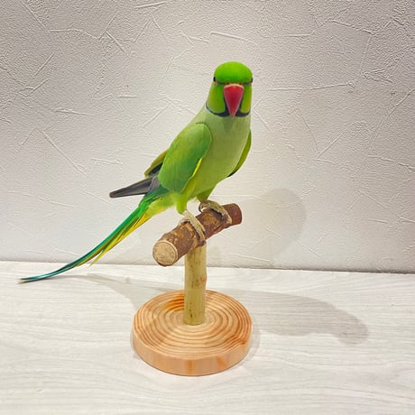 自然木(ツタ)のスタンドパーチ①   パーチ長さ12cm／高さ約10.5cm