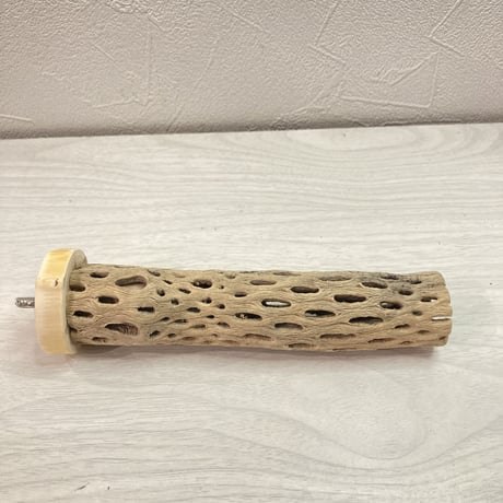 カクタスパーチ【D】極小 直径3cm前後 長さ15cm