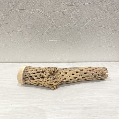 カクタスパーチ⑨ 中直径約5.5cm/25cm