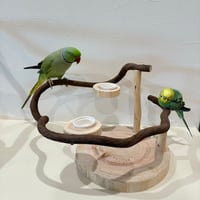 ツタのぐるりんぴーちくパーチ