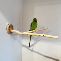 桧のピノキオの鼻①