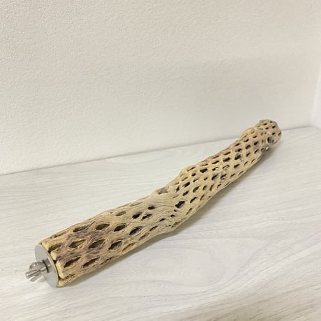 ケージサイズカクタスパーチ⑩ 極小サイズ直径2-3cm HOEI35サイズ