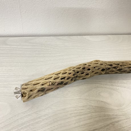ケージサイズカクタスパーチ② 極小サイズ直径約2-3cm HOEI465サイズ