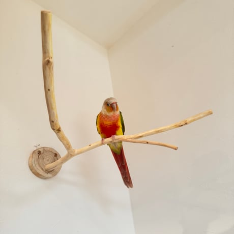 桧のピノキオの鼻③