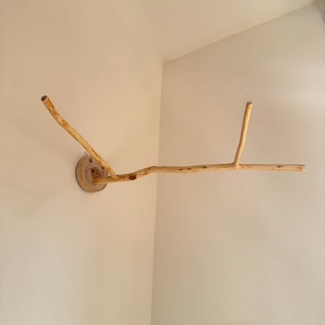 桧のピノキオの鼻 ④