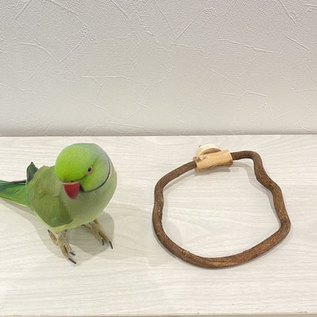 自然木（ツタ）のドーナツパーチビックサイズ  Ｐパーチ直径1cm／円直径17×16.5cm