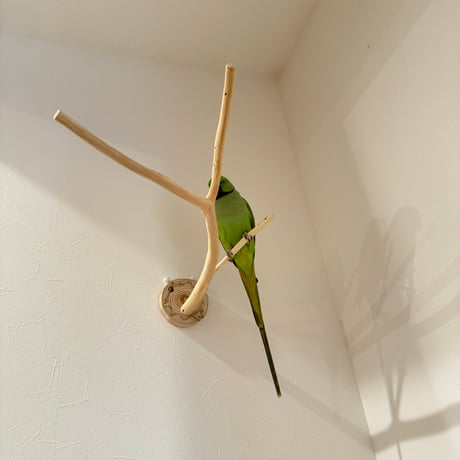 桧のピノキオの鼻 ②