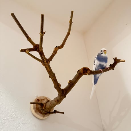 トウカエデのピノキオの鼻【D】