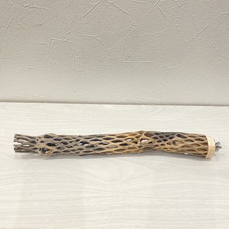カクタスパーチ⑬ 極小直径2-3cm/30cm
