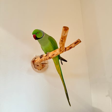 ピノキオの鼻 ⑨