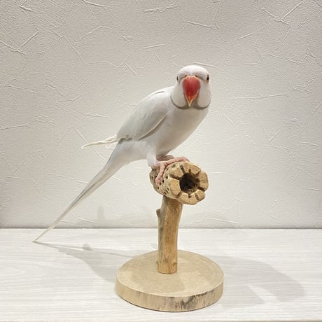 カクタスのスタンドパーチ⑤　パーチ長さ13.5cm／高さ13.5cm