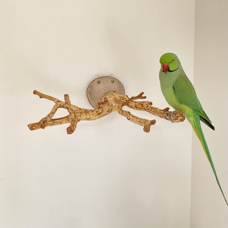 ピノキオの鼻 ④