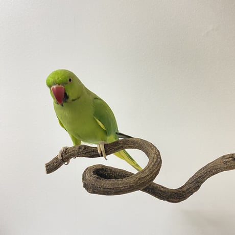 自然木（ツタ）くるりんパーチ 直径1.5cm 長さ33cm⑩