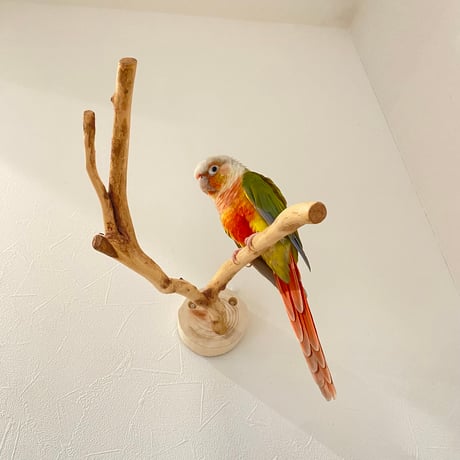 ピノキオの鼻 ⑧