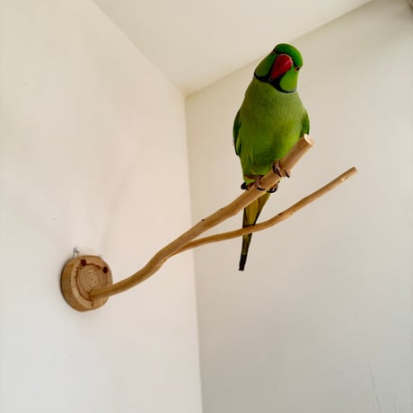 桧のピノキオの鼻 ⑤