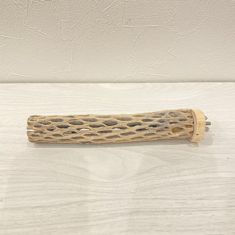 カクタスパーチ⑩ 極小直径2-3cm/20cm