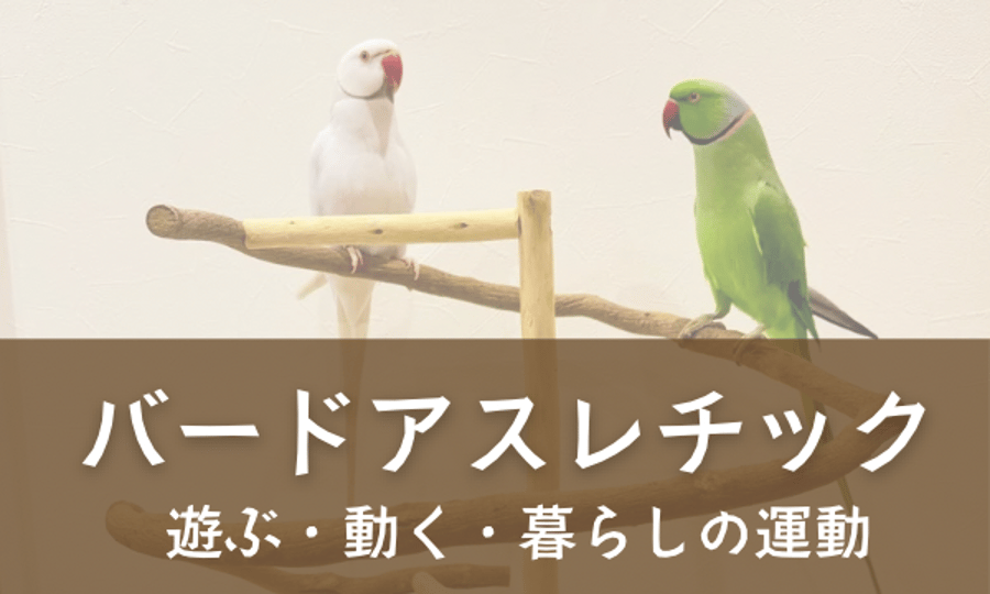 自然木の鳥用品 鳥豆堂【トリマメドウ】バードアスレチック・カクタス