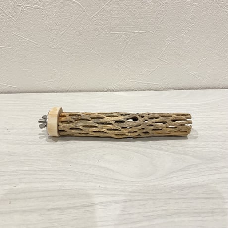 カクタスパーチ【1】極小 直径約2-3cm/15cm