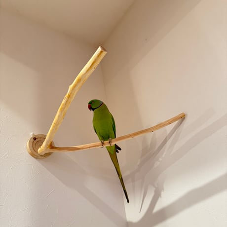 桧のピノキオの鼻 ②【インコ・小鳥のおもちゃ　自然木の止まり木】