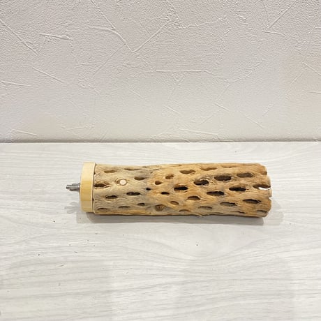 カクタスパーチ【12】中直径約5cm/16cm