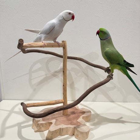ツタのぐるぐるバードアスレチック 【インコ 天然木 自然木 パーチ 止まり木】