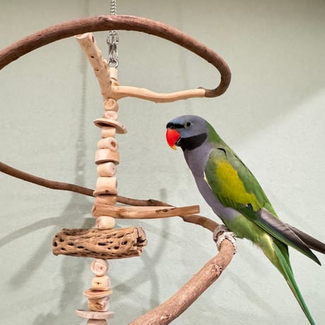 【S様専用】コトリのなる木SPカスタム 貝塚伊吹のピノキオの鼻【自然木 インコ バードアスレチック】