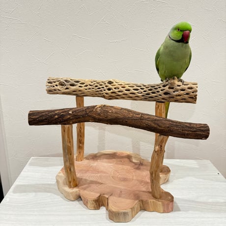 ツタとカクタスのスタンドパーチ【C】