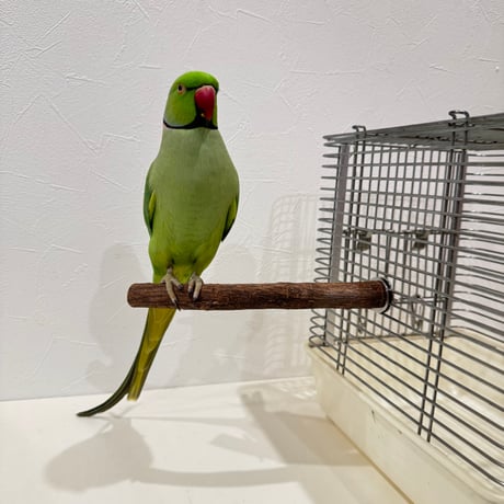 自然木（ツタ）パーチ⑧直径約1.8~2.0cm/長さ20cm【インコ 天然木の止まり木】