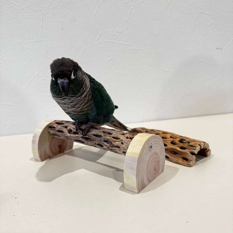 リバティ☆さま専用カクタス　パーチ　特注品 幼鳥・老鳥・介護サポート用 置き型カクタスパーチ 全長19cm/カクタス