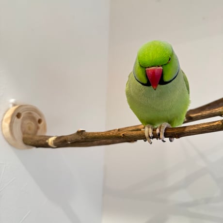 無農薬レモンの木 ピノキオの鼻 ②現品限り【インコ 自然木 止まり木 】