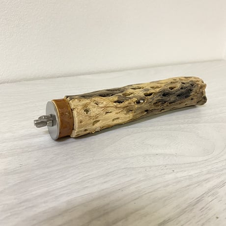 カクタスパーチ⑤ 極小サイズ 直径（約2-3cm）長さ/15cm