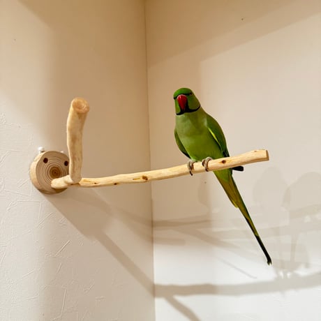 桧のピノキオの鼻 ③  【自然木 天然木 止まり木 インコ オウム】