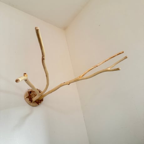 桧のピノキオの鼻① お鼻2本