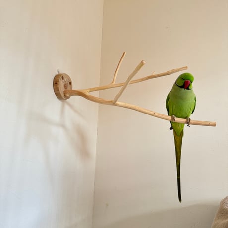 桧のピノキオの鼻④