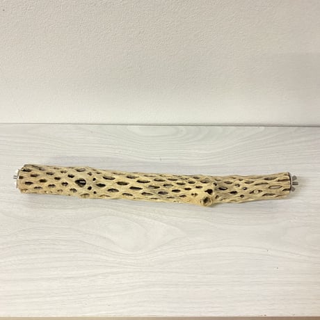 ケージサイズカクタスパーチ⑪ 極小サイズ直径2-3cm HOEI35サイズ