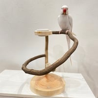 ツタのぐるりんスタンドパーチ　カクタスとオヤツ入れ付き