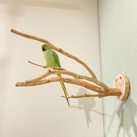 ピノキオの鼻 ⑤ 中型から大型用