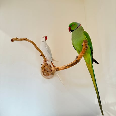 ピノキオの鼻 ④お鼻2本