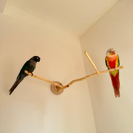 桧のピノキオの鼻 ④