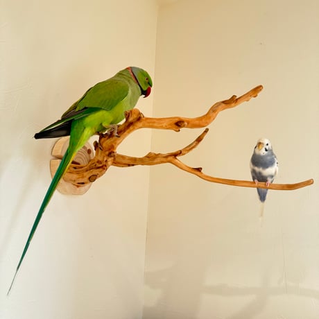 ピノキオの鼻 ⑦お鼻2本