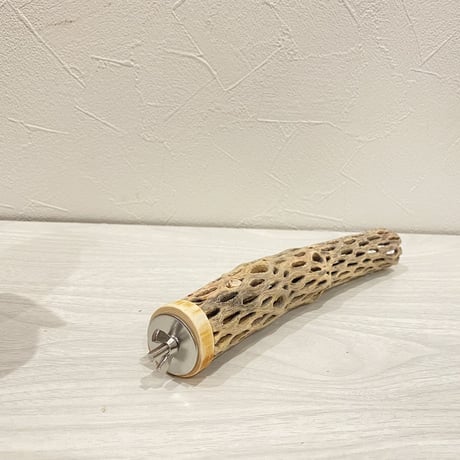 カクタスパーチ⑮ 極小サイズ直径3cm前後/20cm