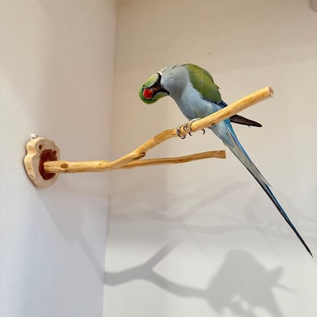 桧のピノキオの鼻 ①