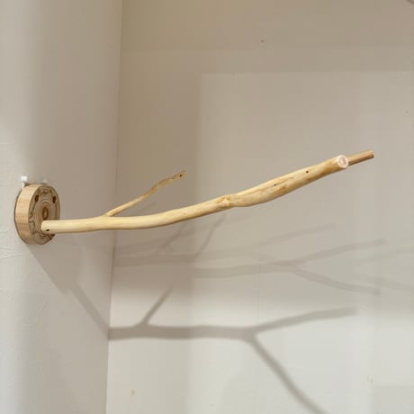 桧のピノキオの鼻 ②