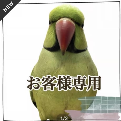 CATEGORY バードアスレチック | 自然木の鳥用品 鳥豆堂 CATEGORY バードアスレチック | 自然木の鳥用品 鳥豆堂