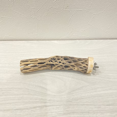 カクタスパーチ① 極小直径2-3cm/15cm