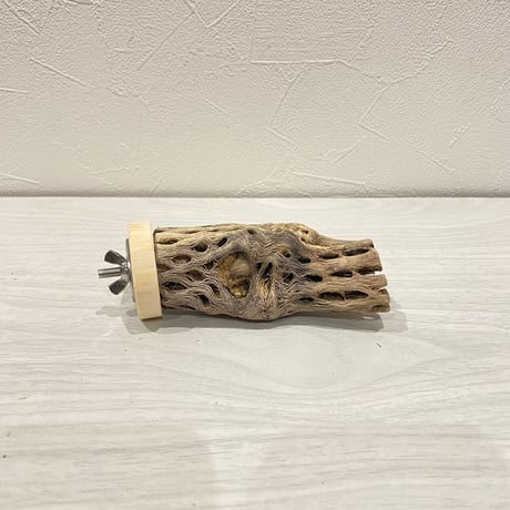 カクタスパーチ【23】小 直径約3-4cm/10cm