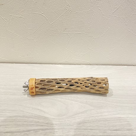 カクタスパーチ⑮ 極小直径2-3cm/15cm